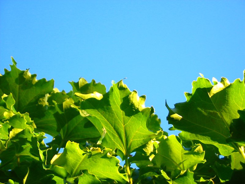 the green leaves are hanging on a tree