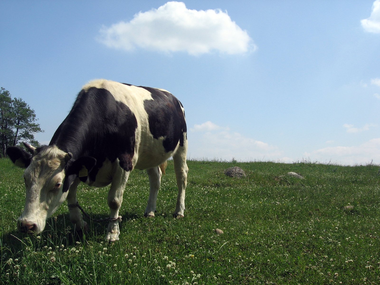a cow standing in the grass with it's head down
