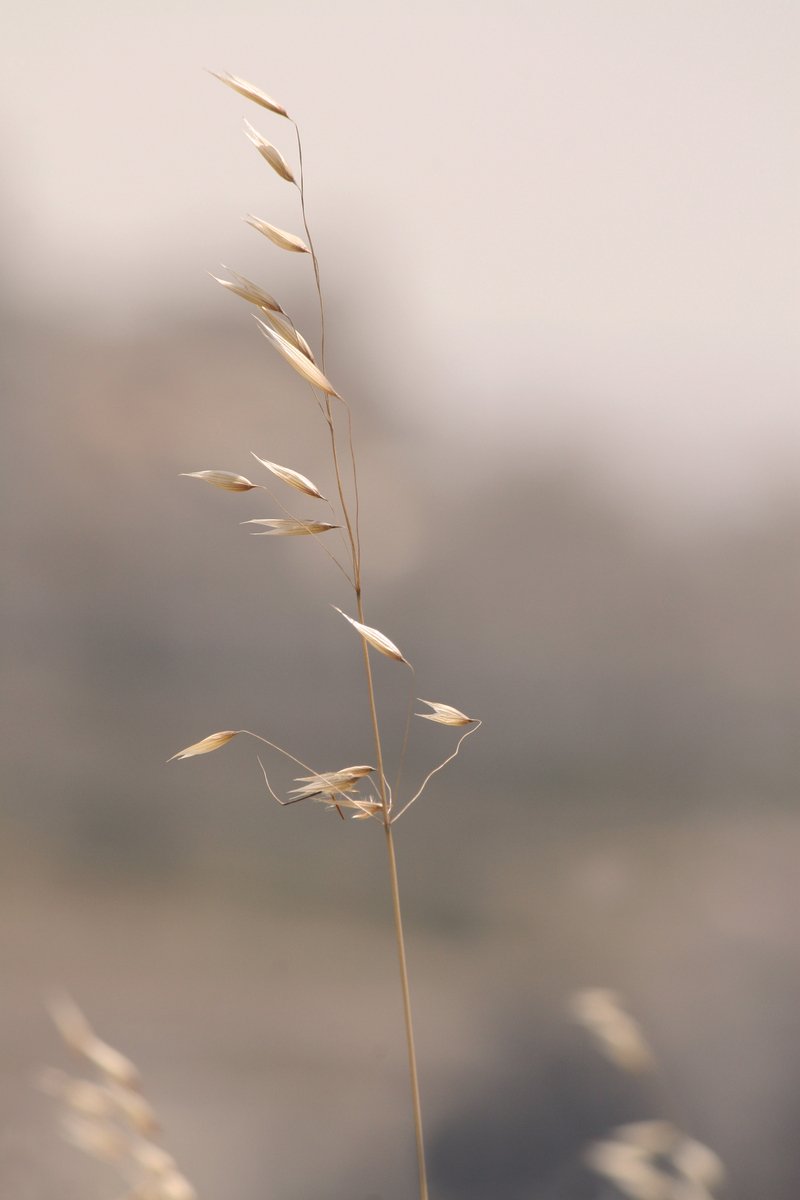 some dry grass standing in front of some blurry background