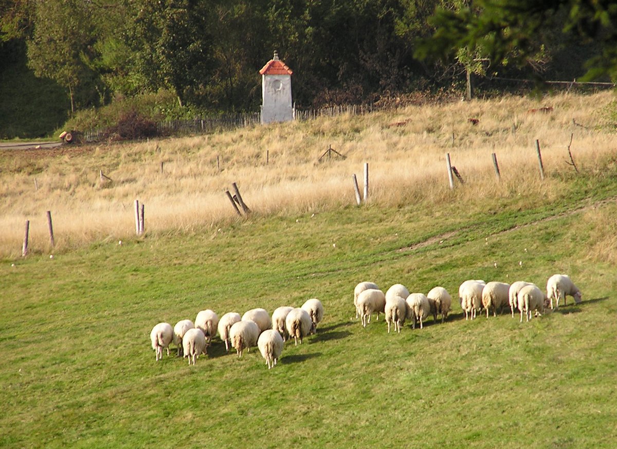 a small herd of sheep grazing in a field