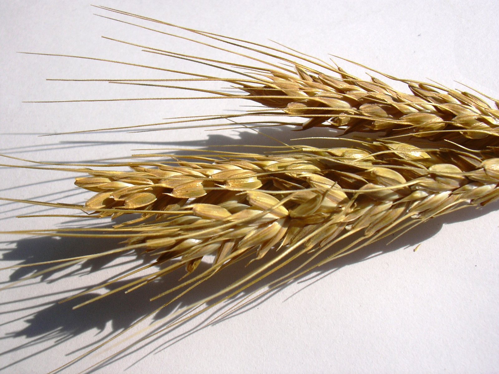 wheat stalks are arranged on the white surface