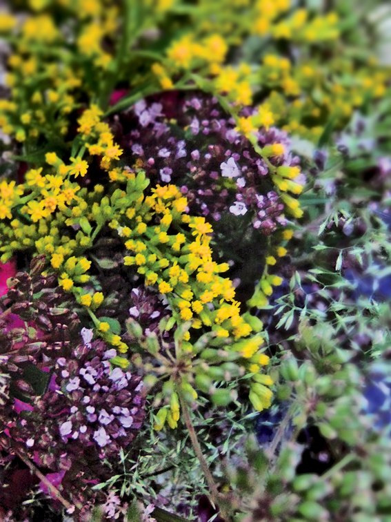 a colorful array of flowers blooming in the midst of a bush