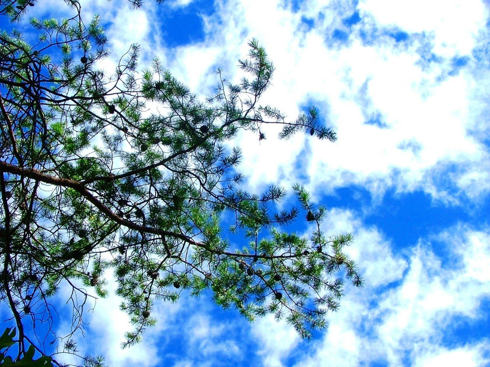 an image of the sky through nches of a tree