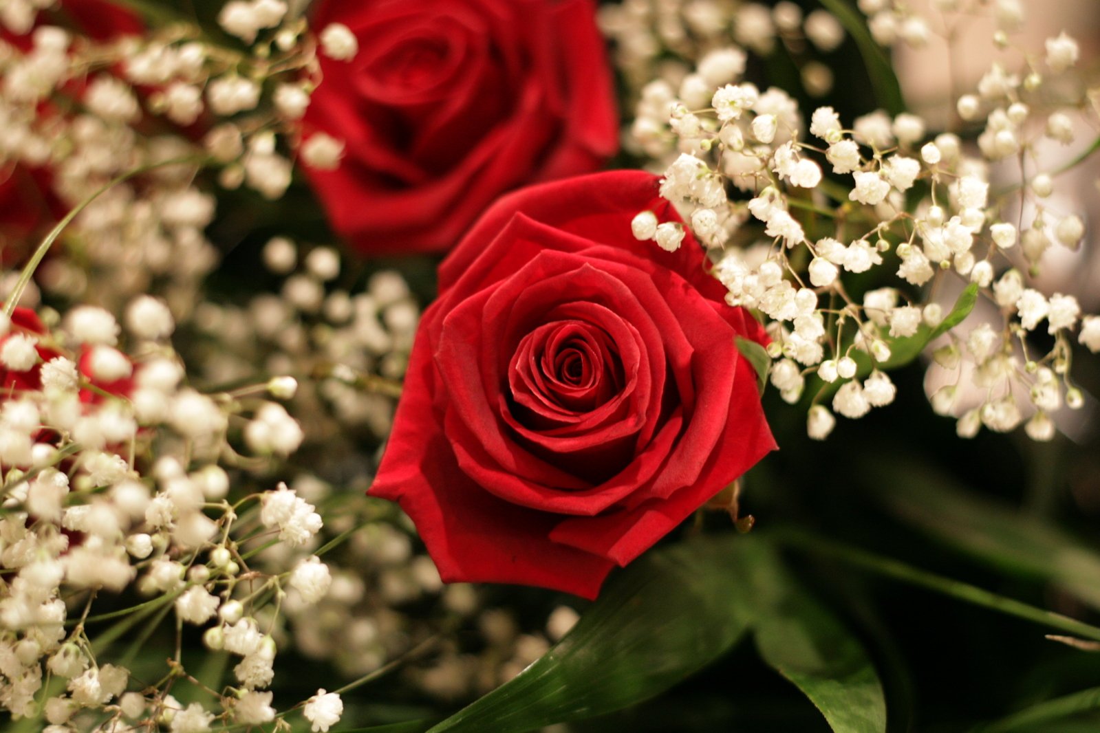 roses and white flowers in a vase with baby's breath