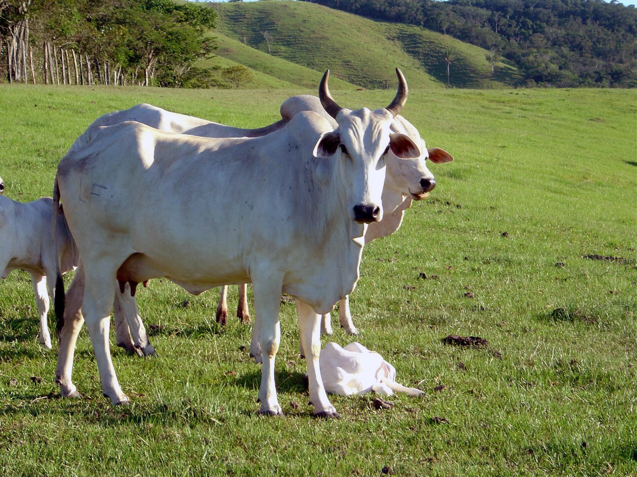 a cow standing in a pasture with two babies