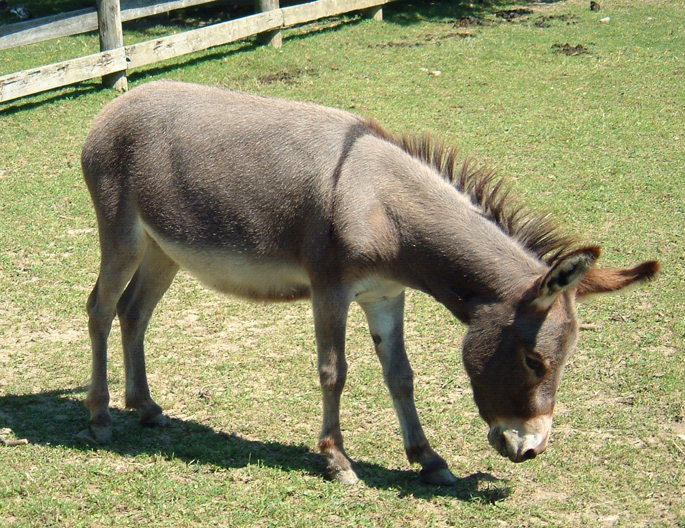 there is a donkey that is eating grass