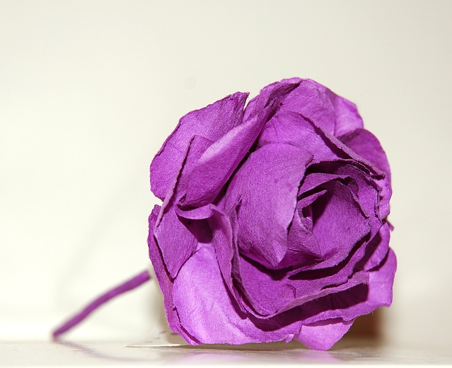 a large purple rose on a white background