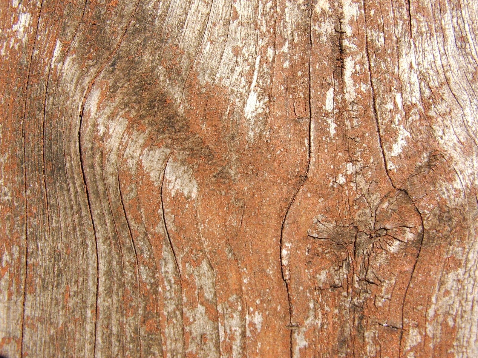 closeup view of bark of an old tree