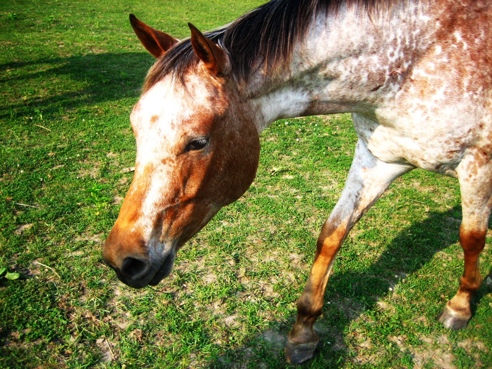 a horse that is standing in the grass