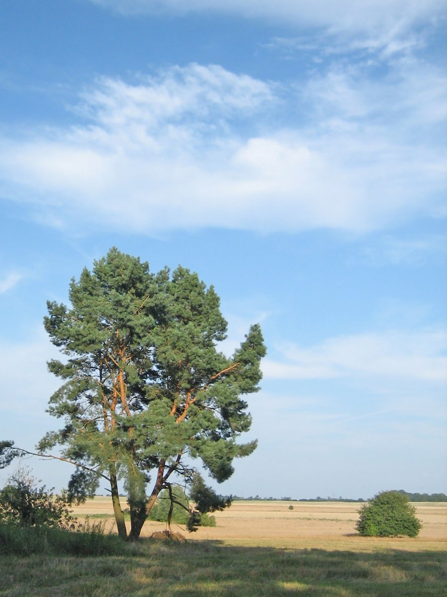 a big tree that is next to a big field