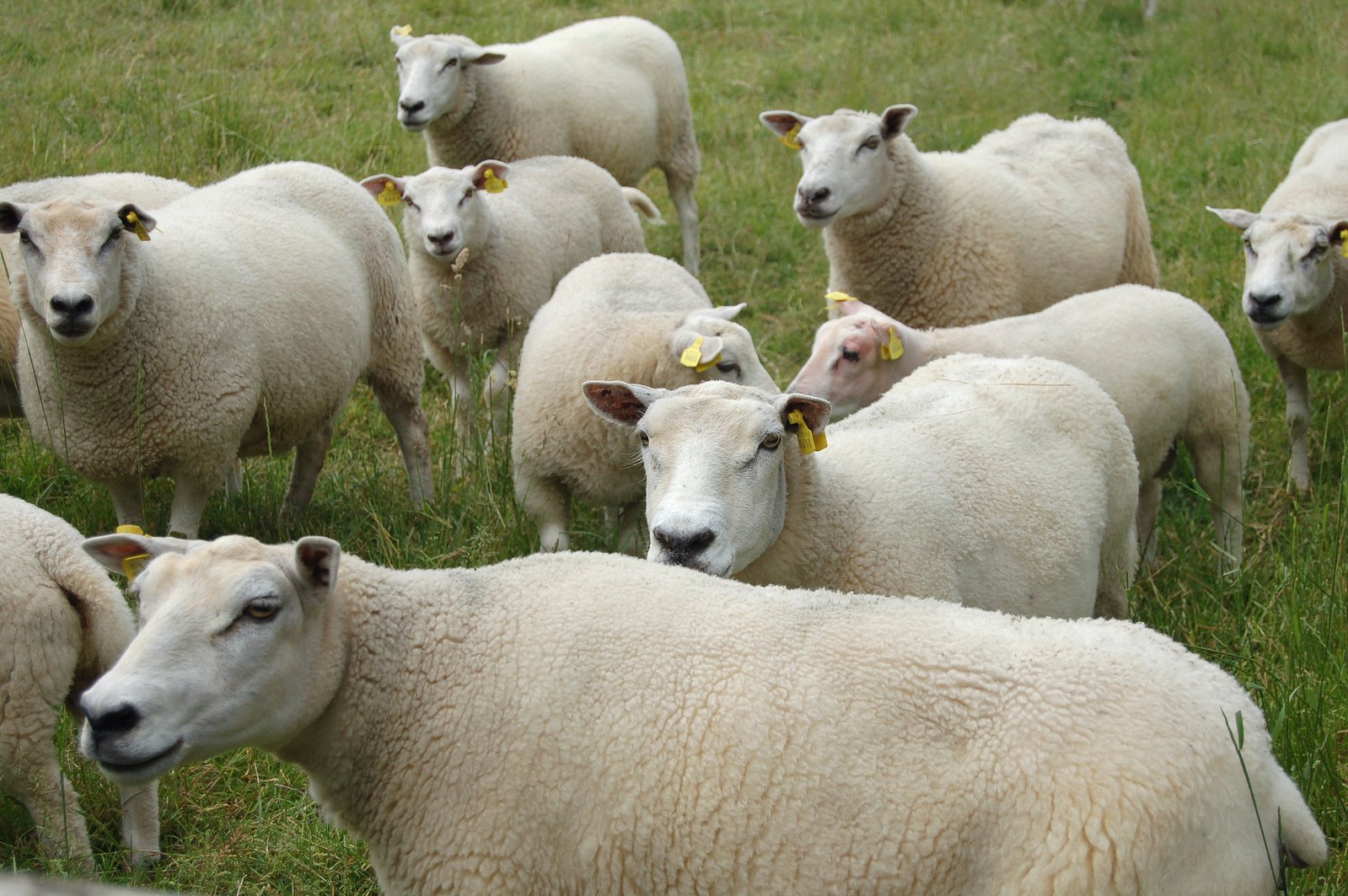 a herd of white sheep in a green pasture
