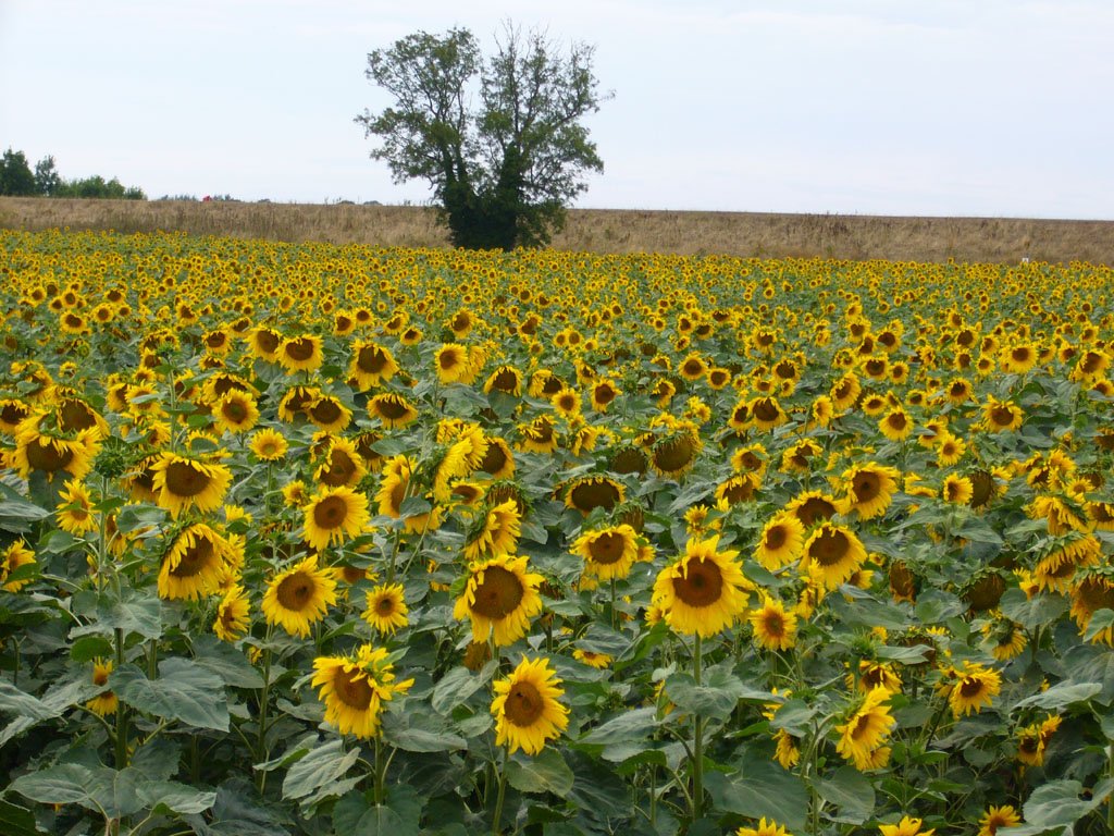 a large field of sunflowers in front of a tree