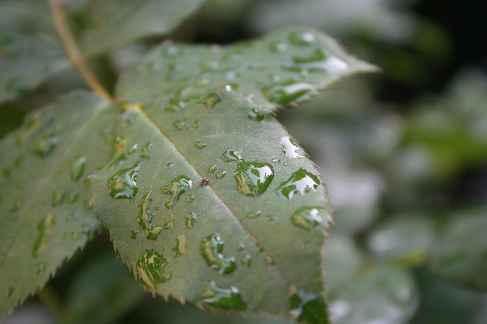 a leaf covered in water droplets on it