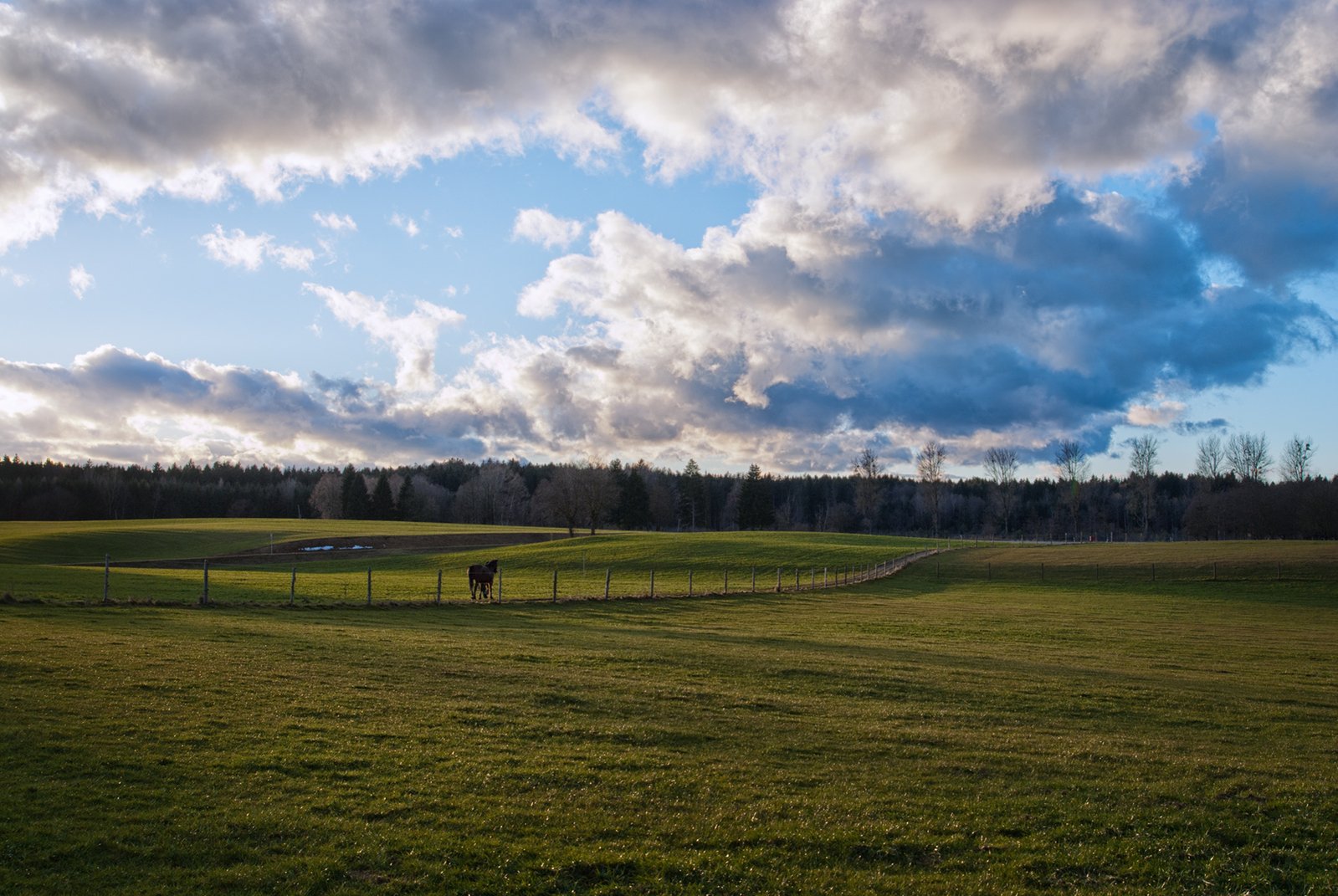 a horse standing in the middle of a field next to a wire fence