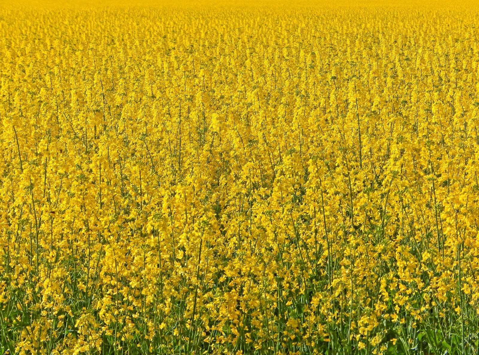 a field with very yellow flowers in the foreground