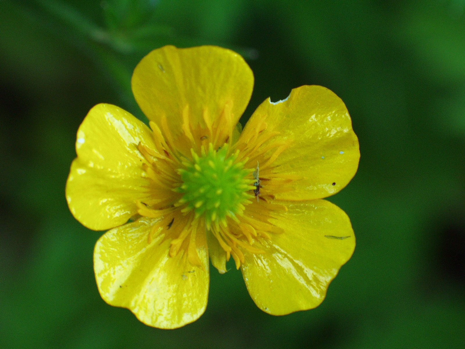 a yellow flower that has dew on it