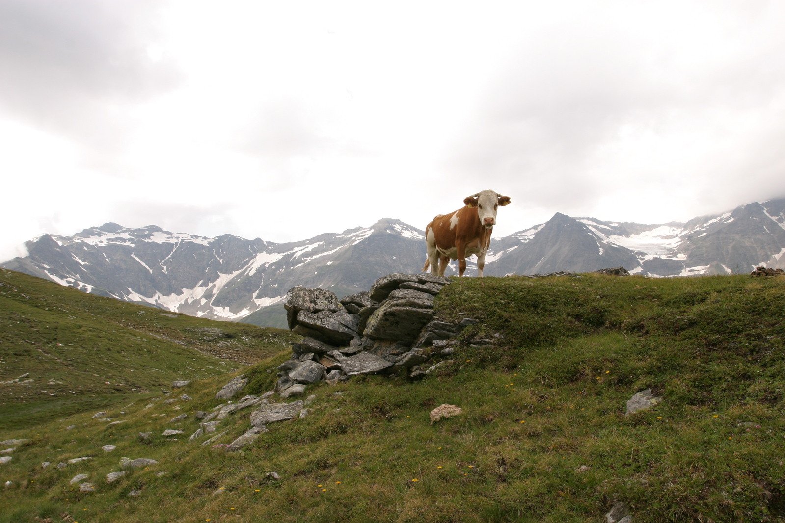 a cow standing on a small hillside near mountains