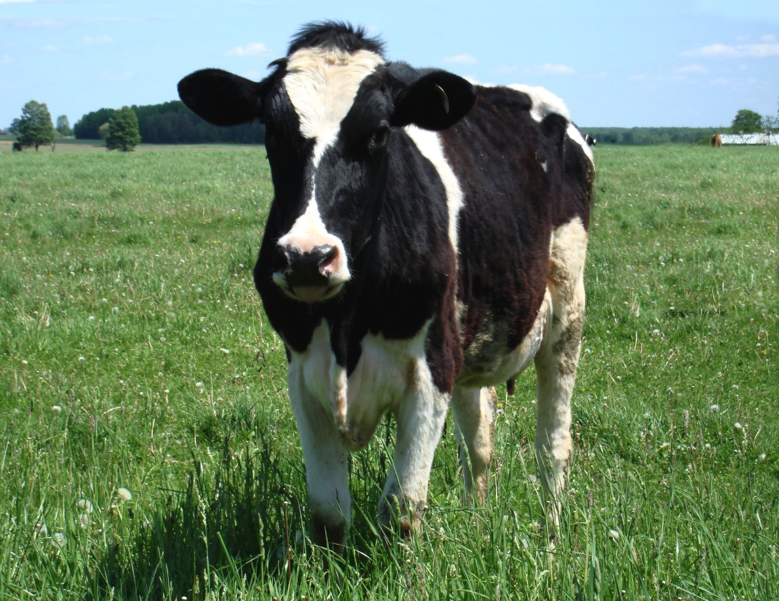 a cow in a field with lots of grass