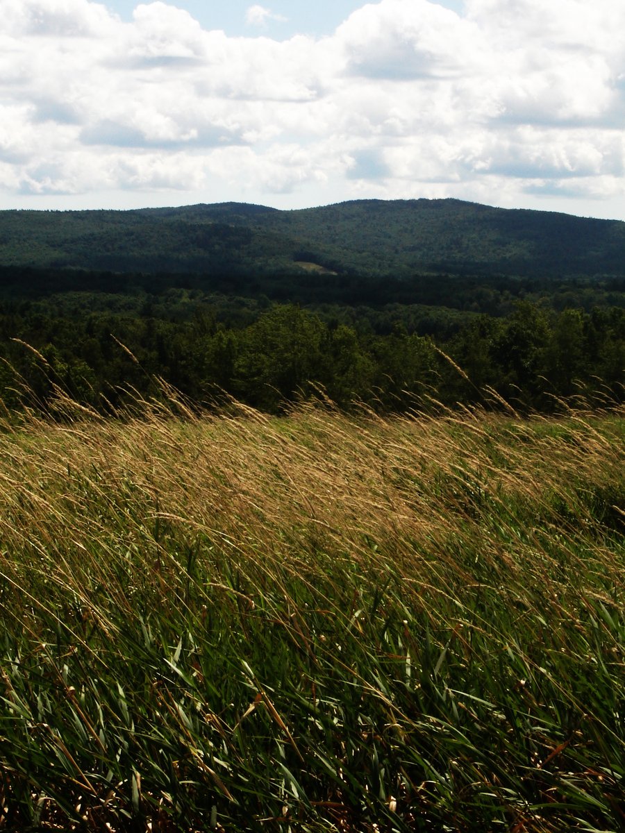 tall grass stands out on the hill side