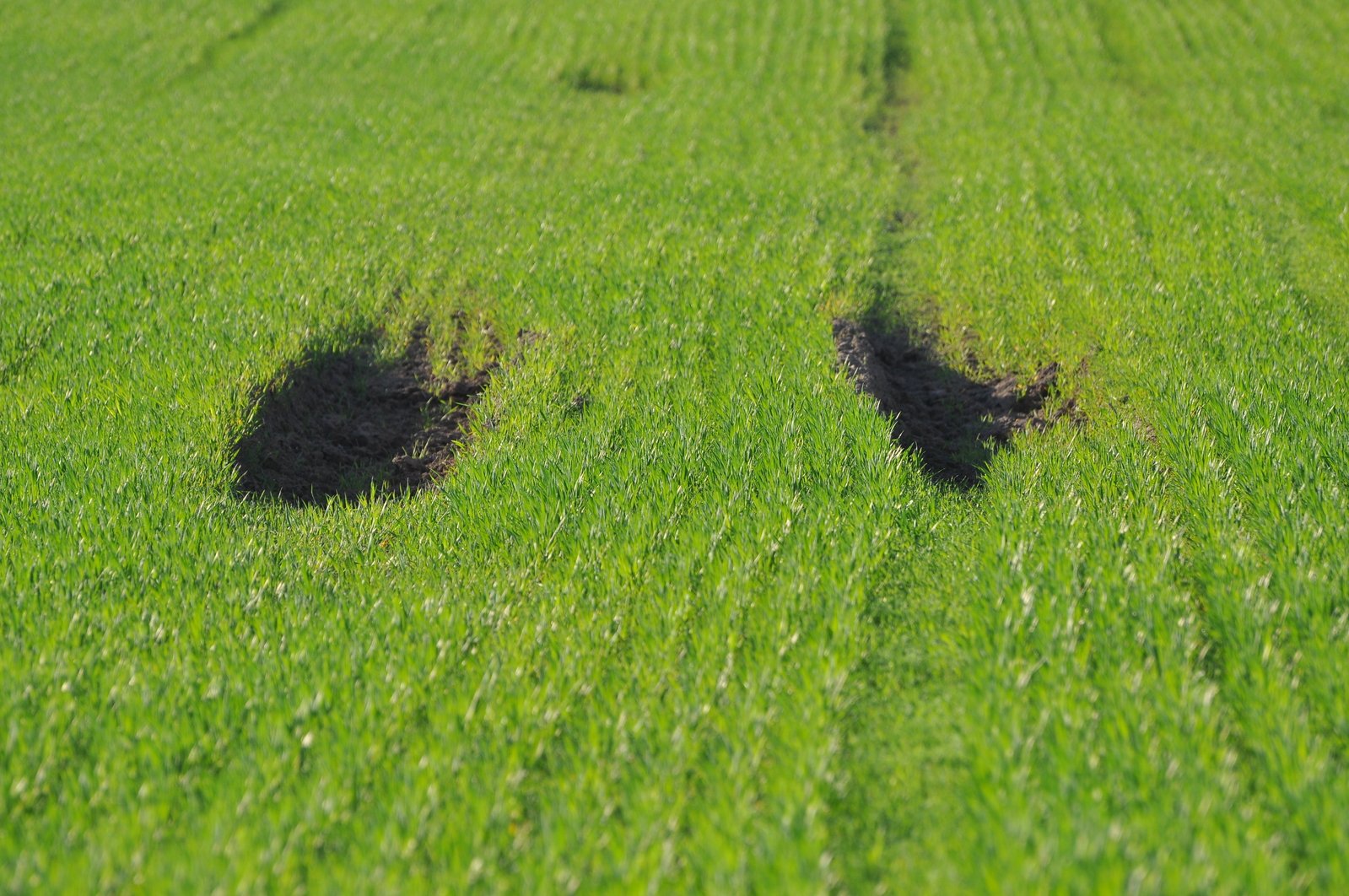 a couple of holes in the grass where cows were grazing