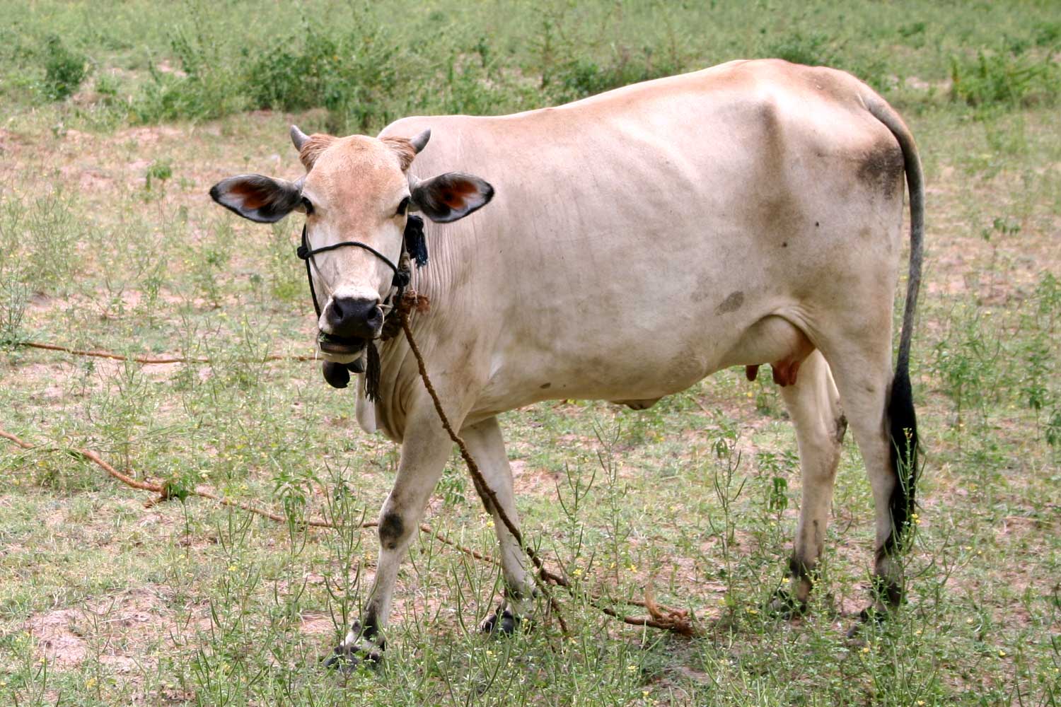 a white cow with two bells walking across the grass