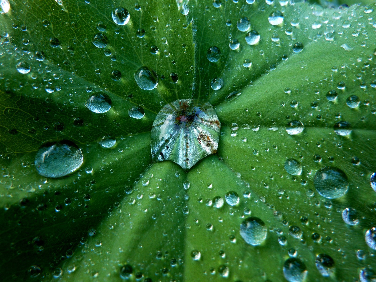 an up close po of water droplets on a leaf