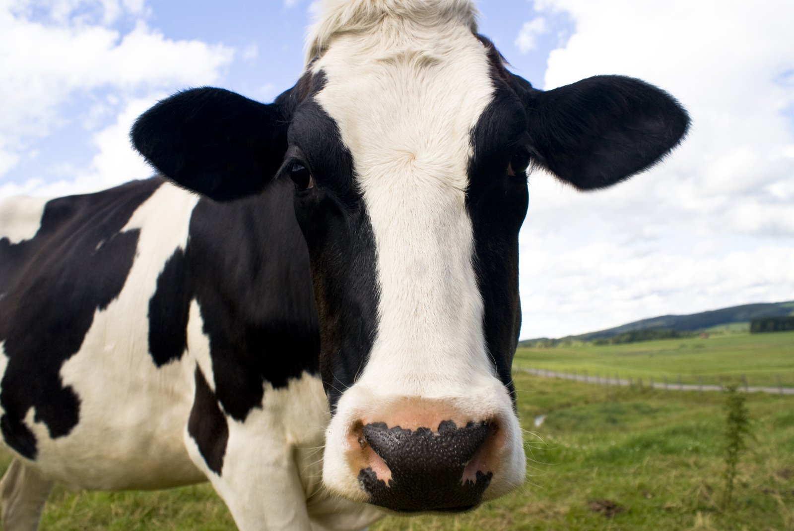 a close - up po of a black and white cow with the sky in the background