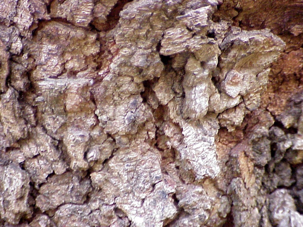 the bark on a tree has little holes