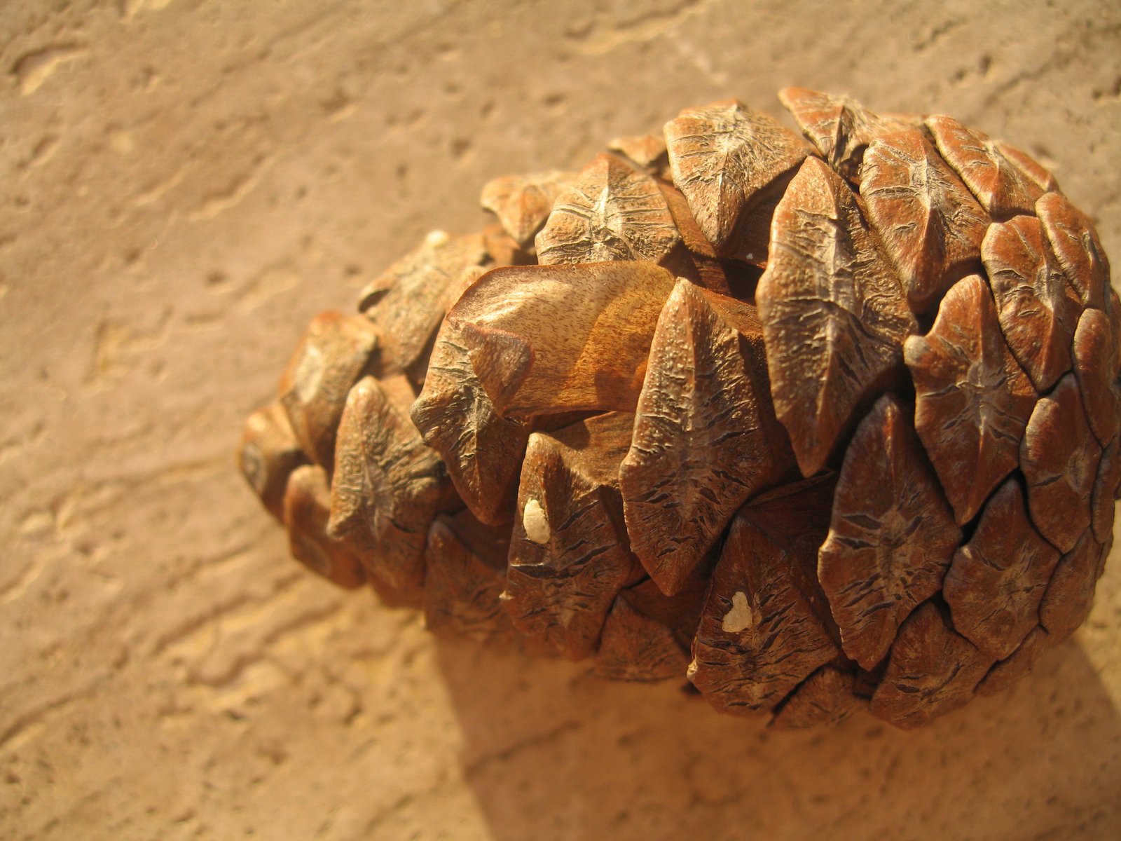a pine cone sits on a concrete slab