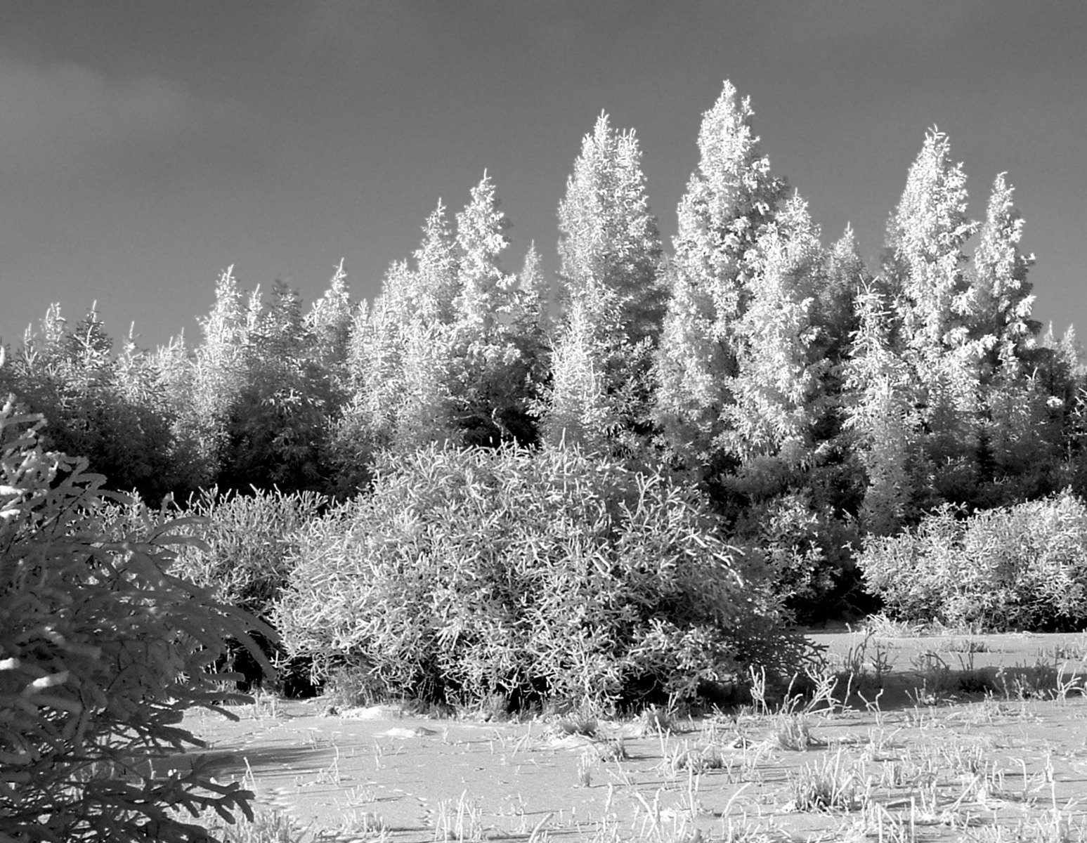 trees line the bank of a river near some land