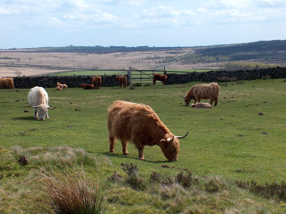 a group of cattle grazing in a large green pasture