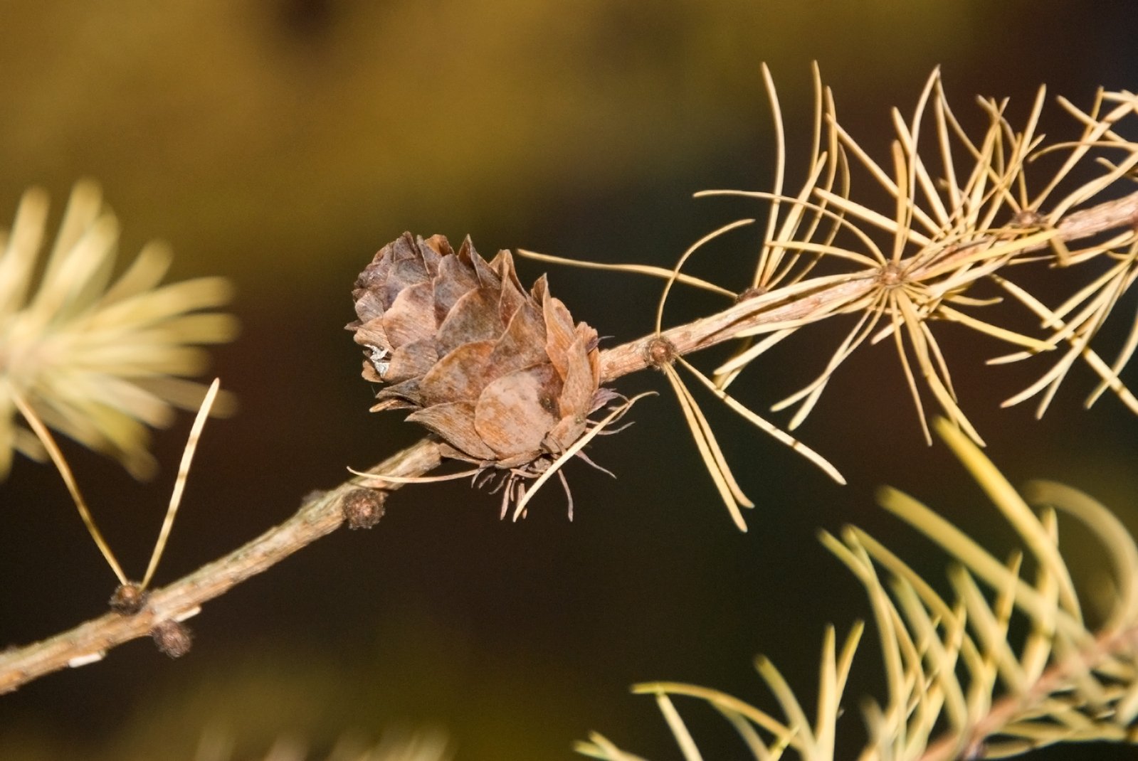 small brown leaf on a nch of a tree