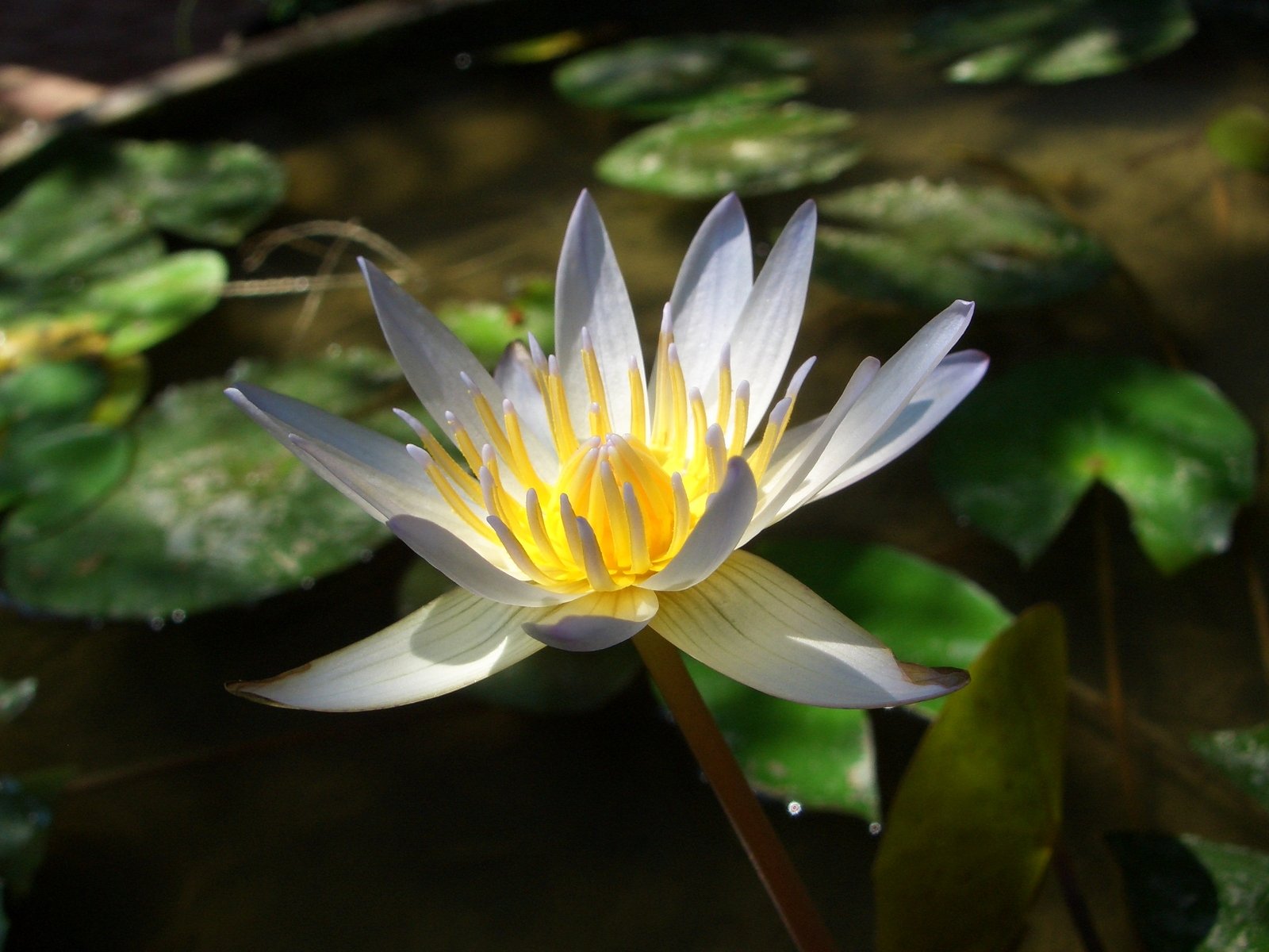 a white water lily blooming next to the shore