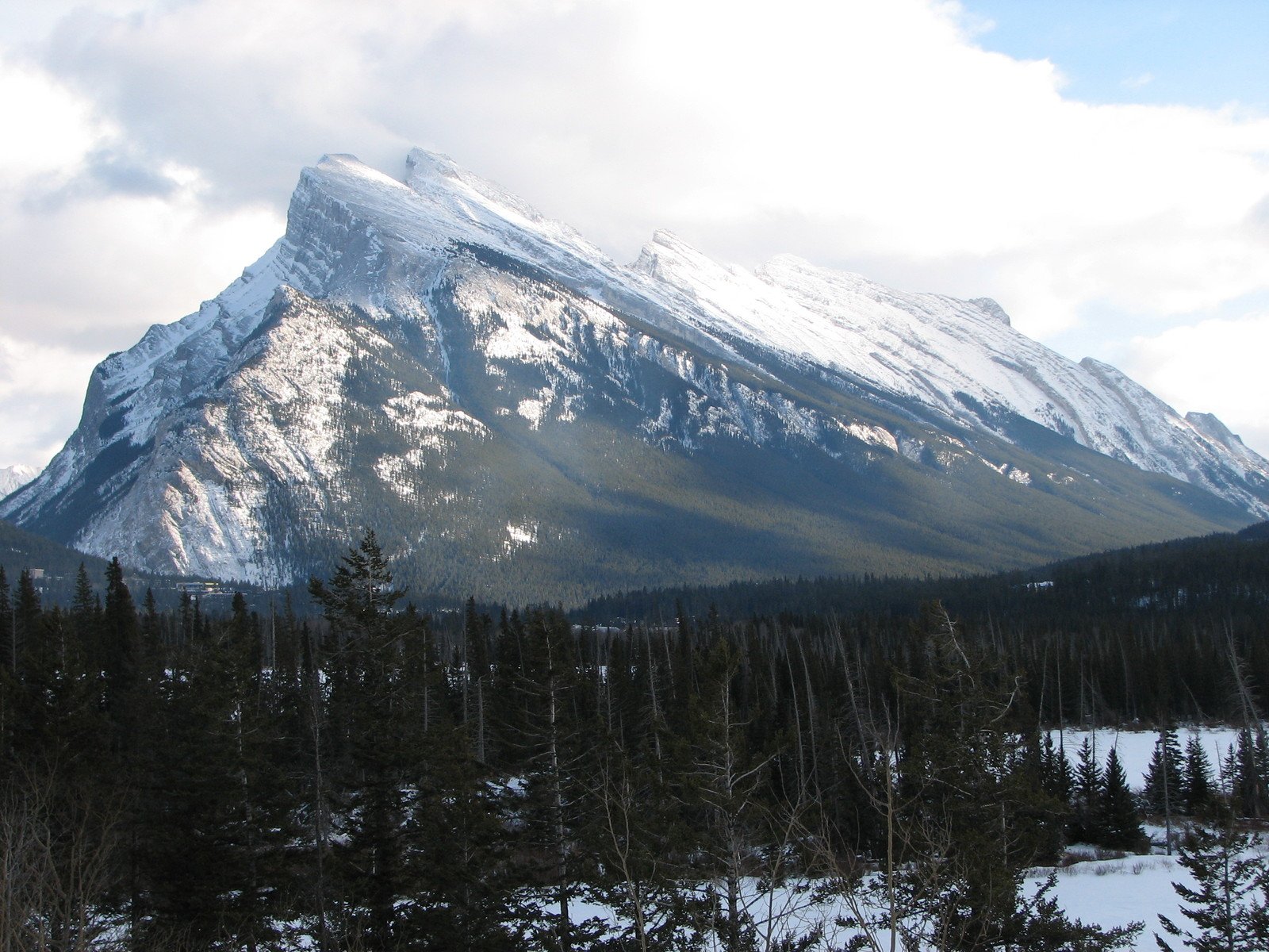 mountains are in the distance near a forest of pine trees