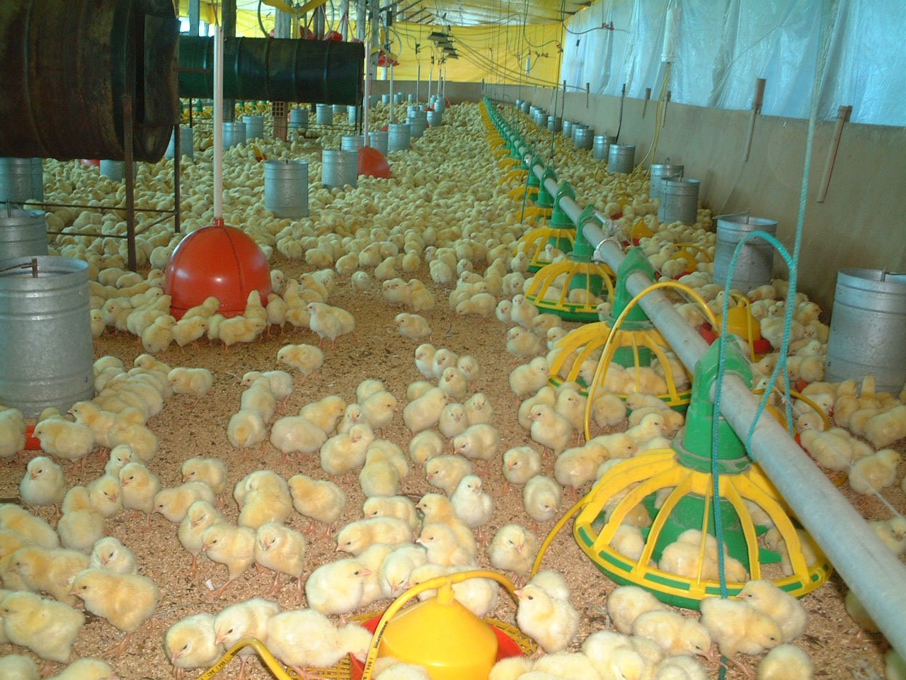 the poultry is inside of a building covered in eggs