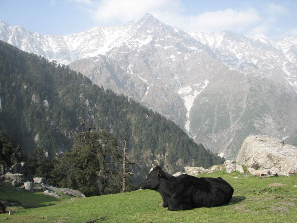 a cow lying on a grass in the mountains