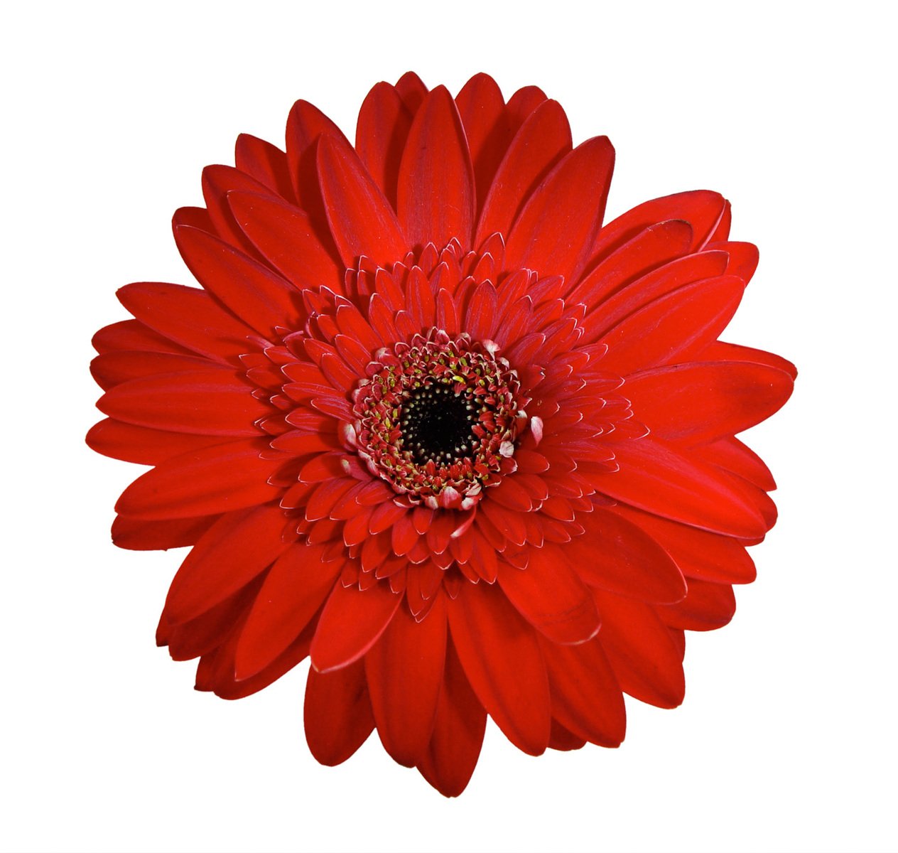 a red flower with drops of water