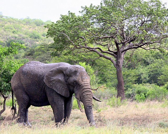 a single elephant standing in the brush beside two trees