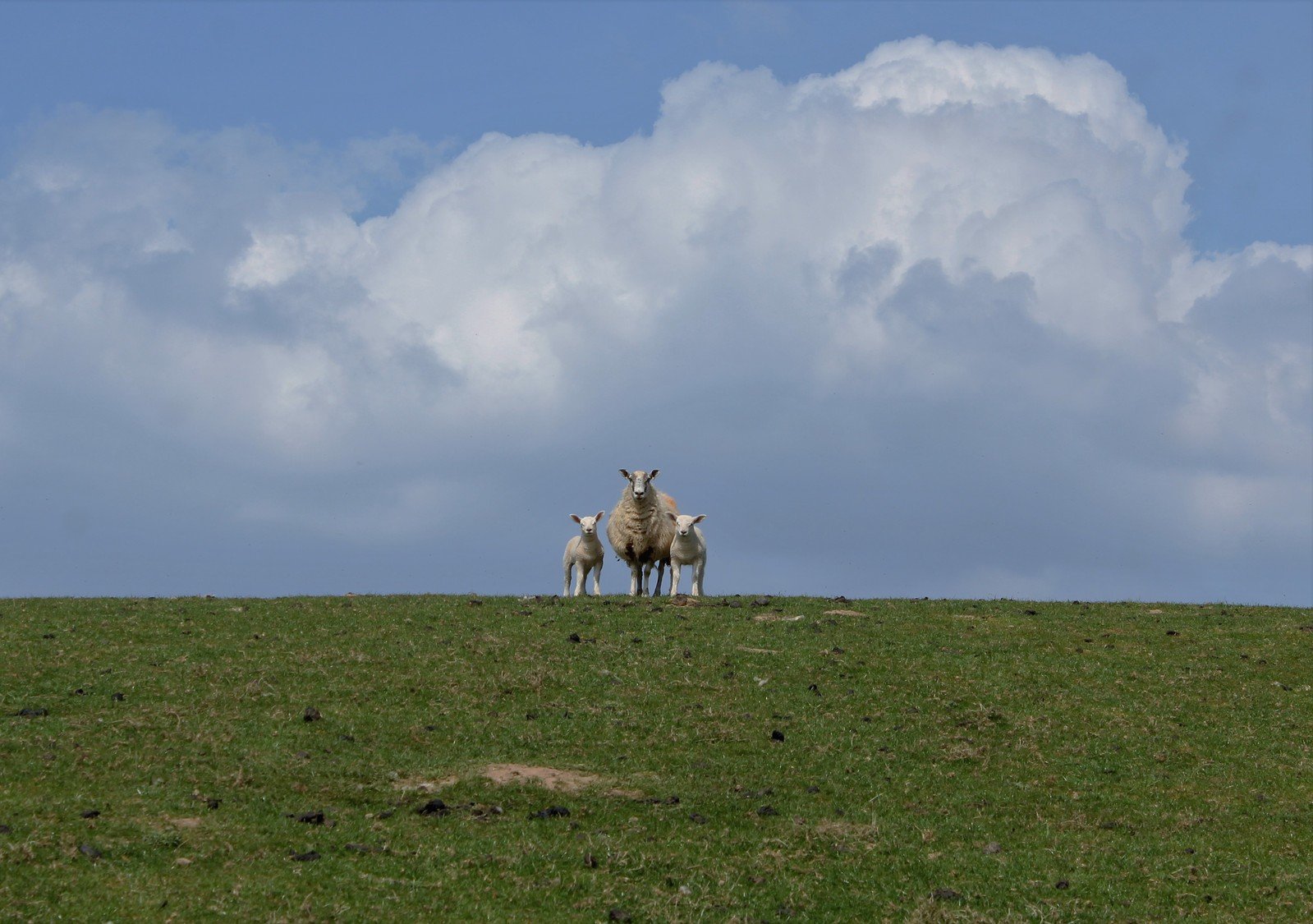 three sheep in a grassy field against a cloudy sky