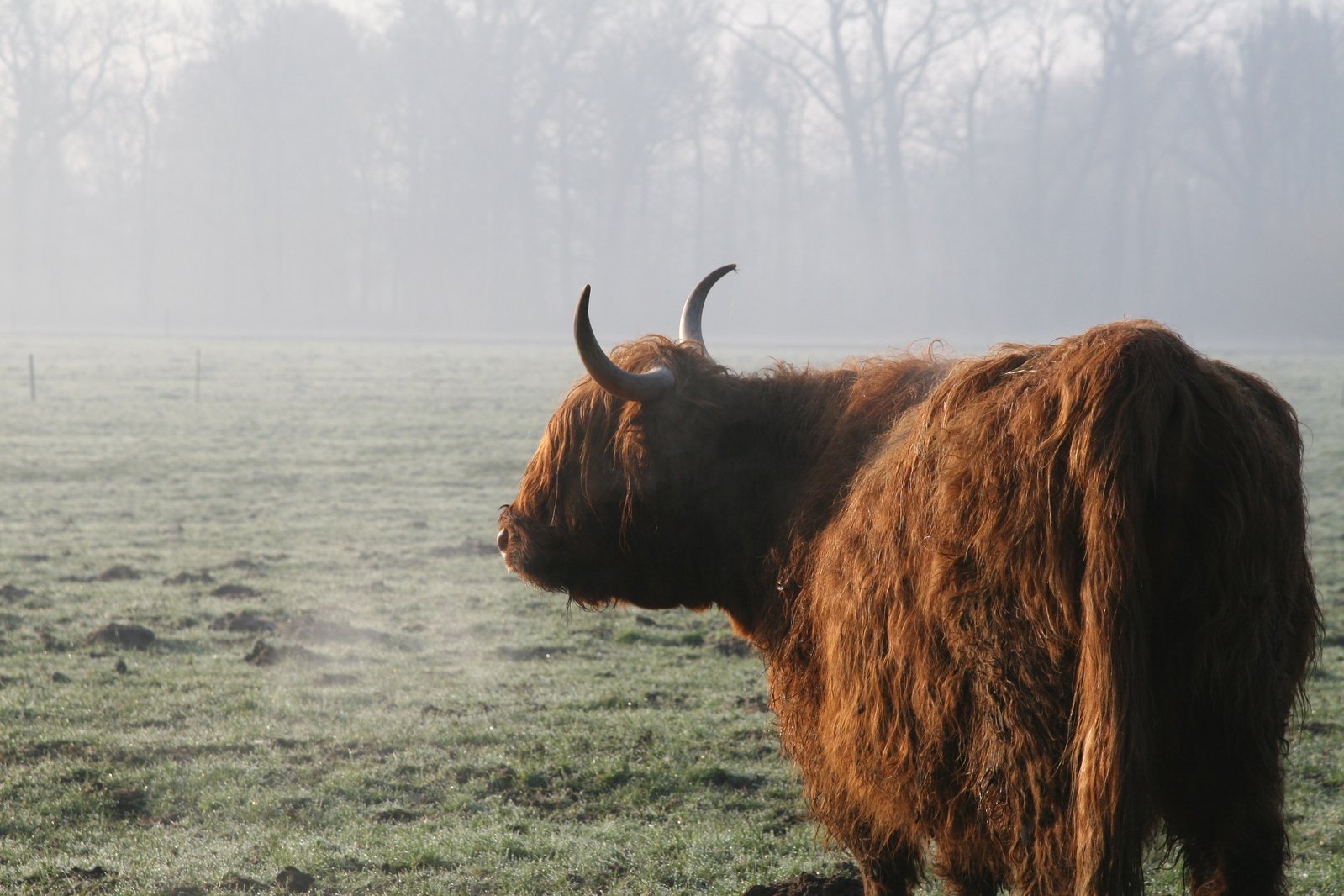 an bison with large horns stands in a grassy field