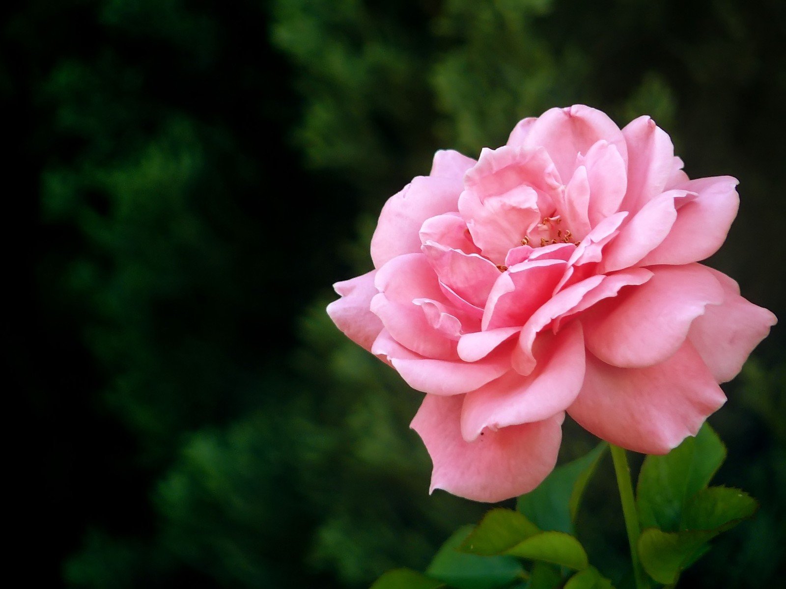 a pink rose that is blooming with green leaves