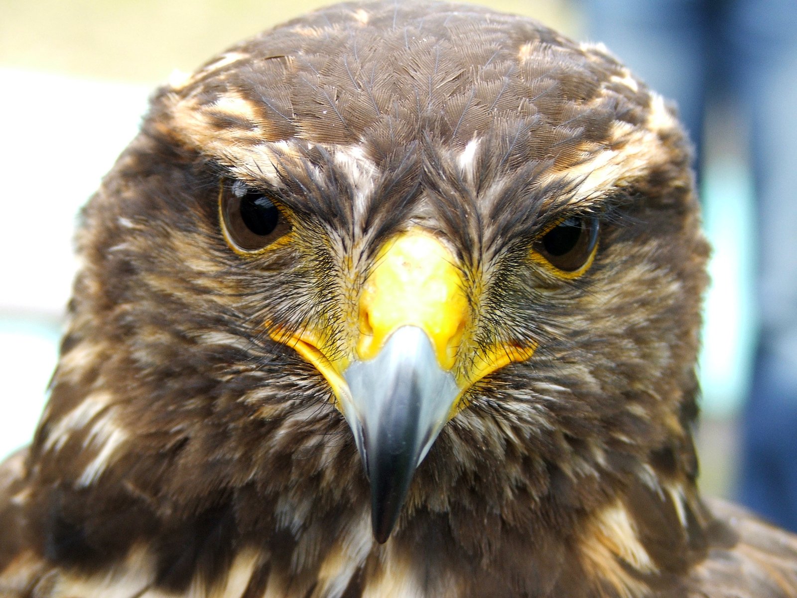 an adult brown eagle with yellow eyes and a black head
