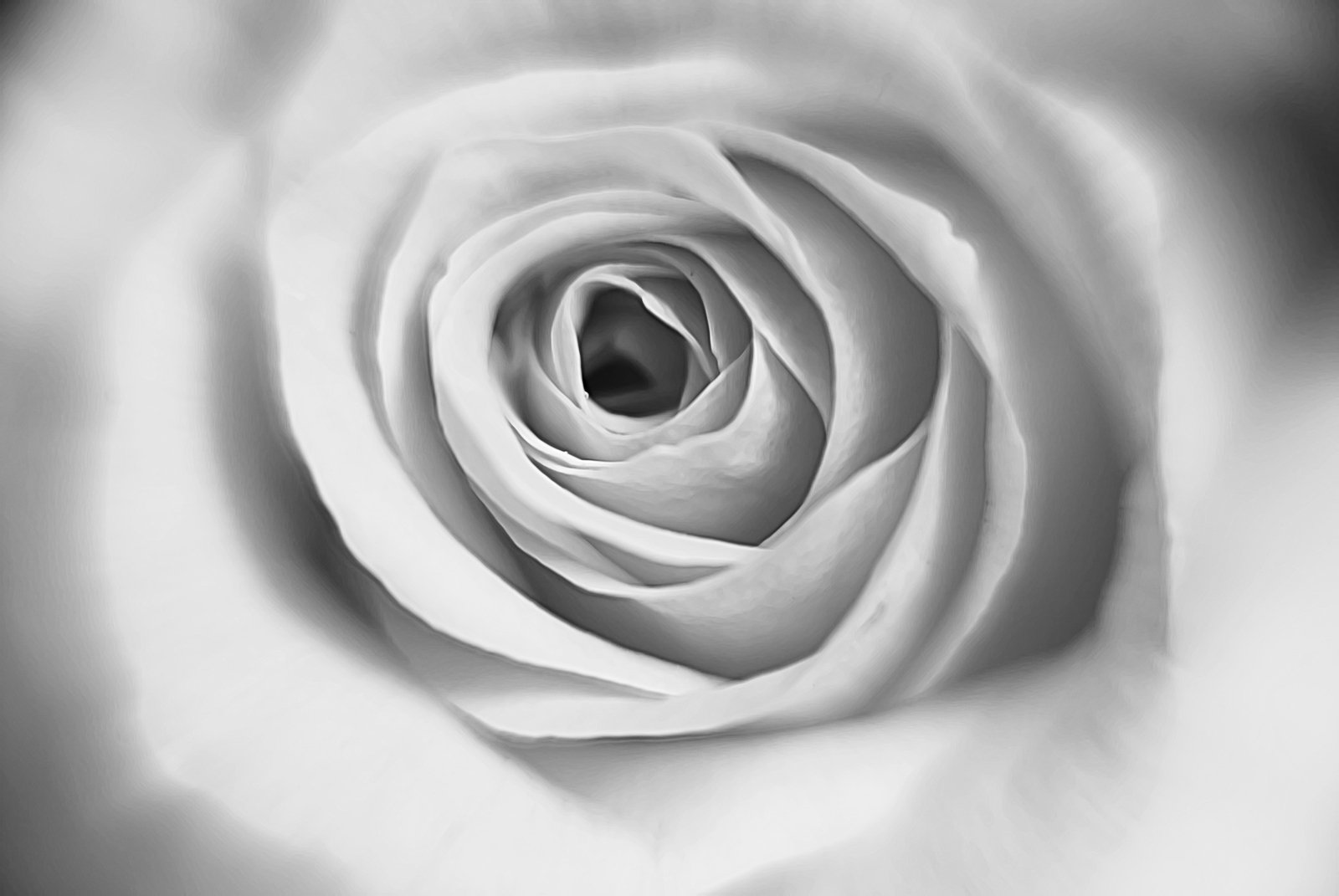 a white rose in full bloom is seen