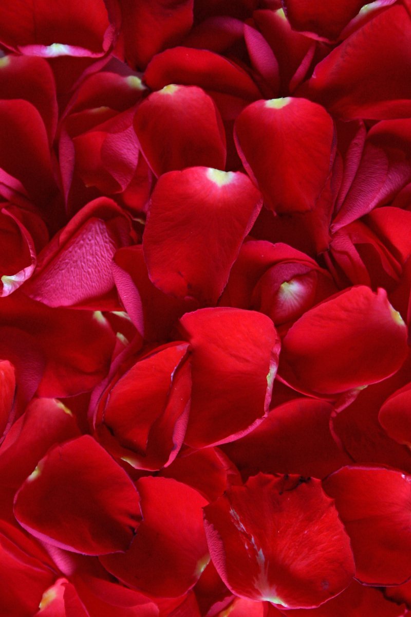 the petals of rose red are very close up