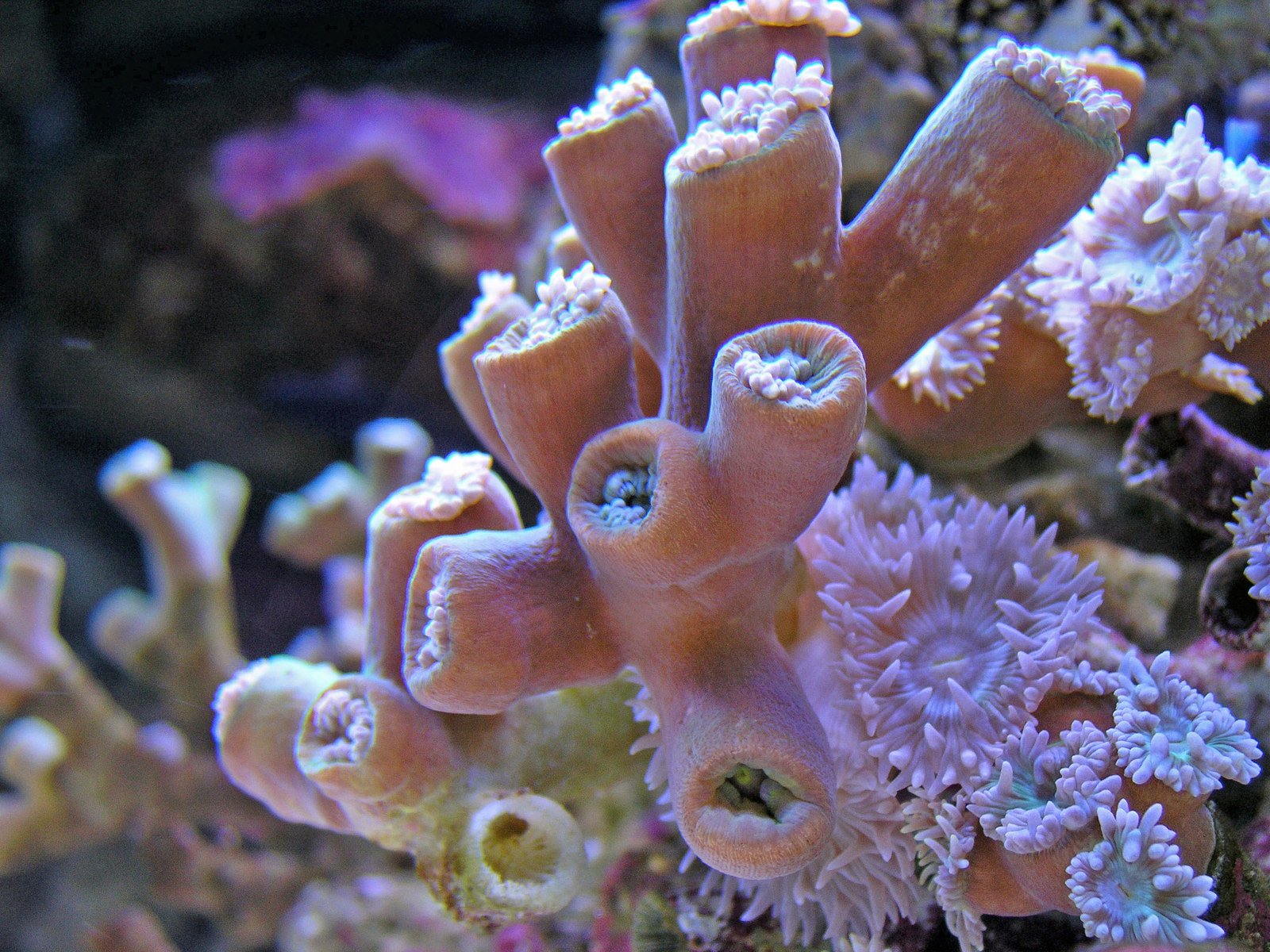 a closeup of an orange coral among corals