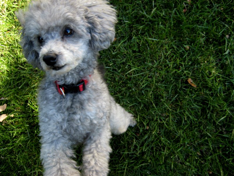 there is a grey dog sitting on the grass