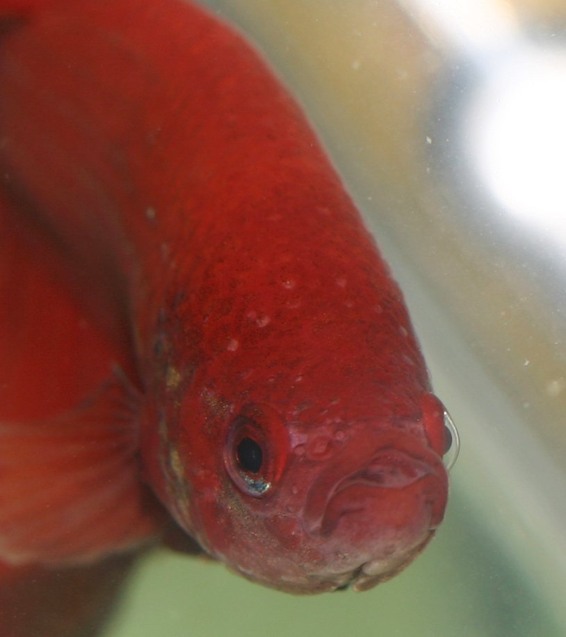 a red colored fish swimming in water with its eyes open