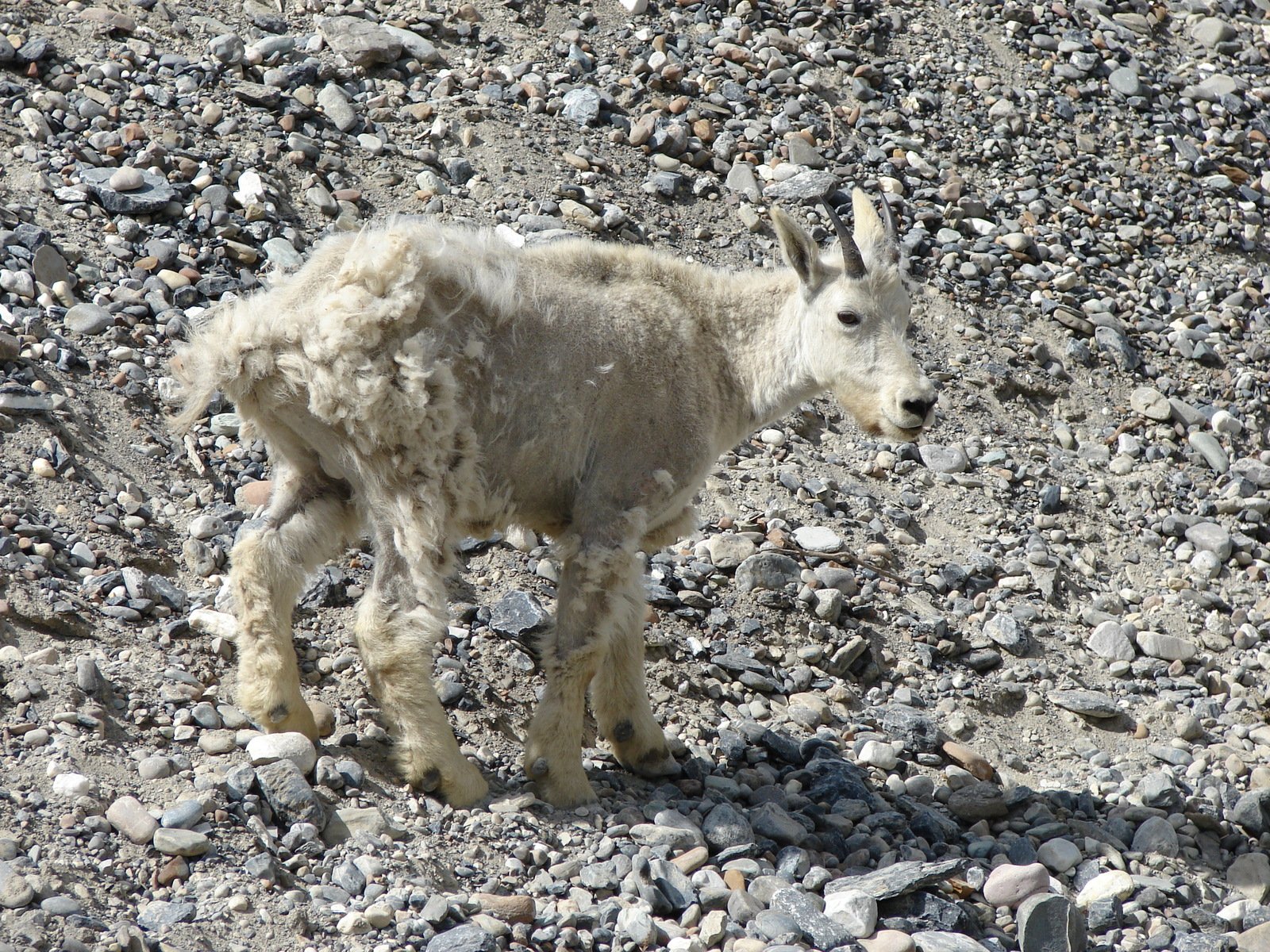 the baby goat is walking along among rocks