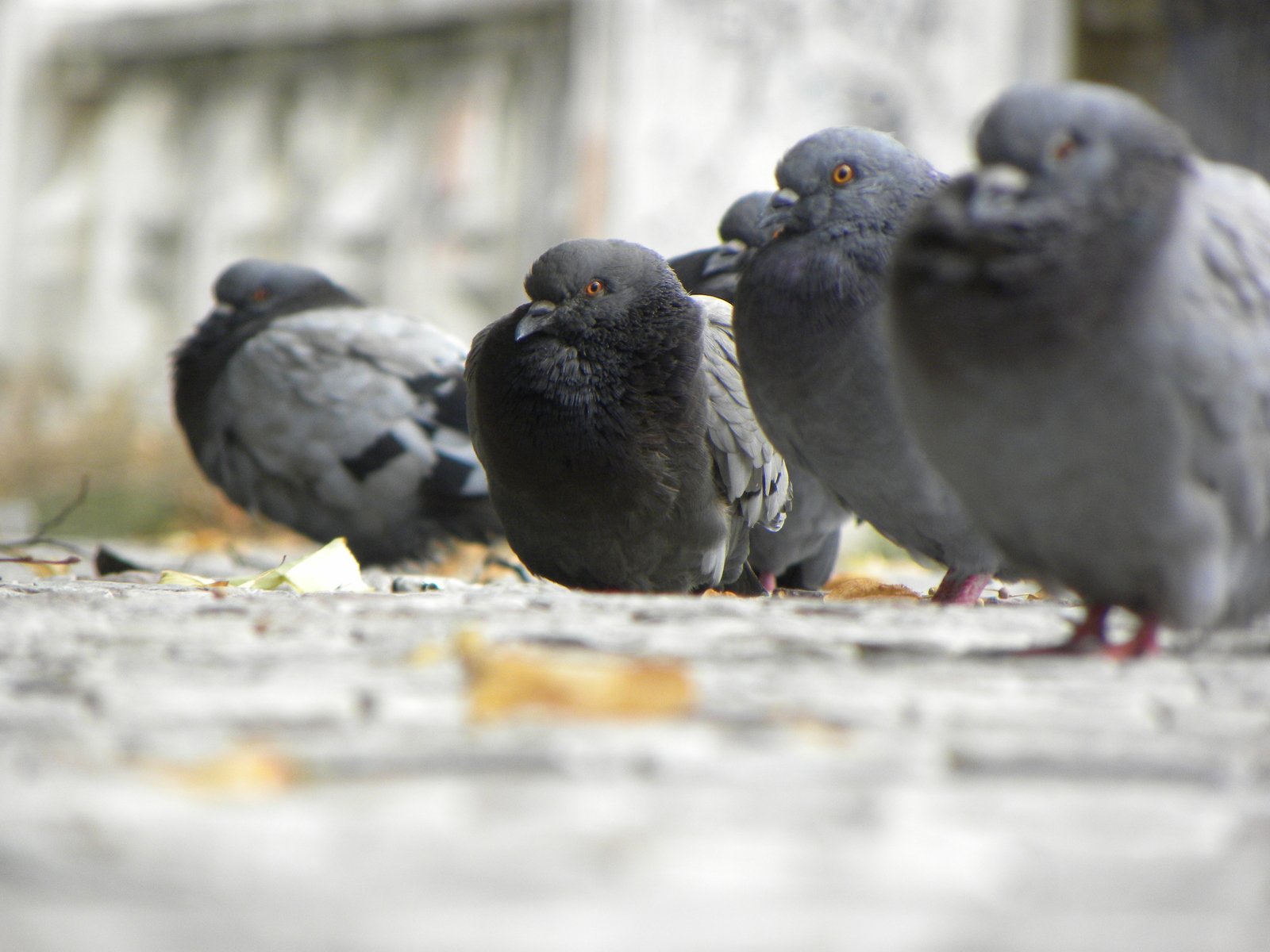 a group of birds standing on the side of the road