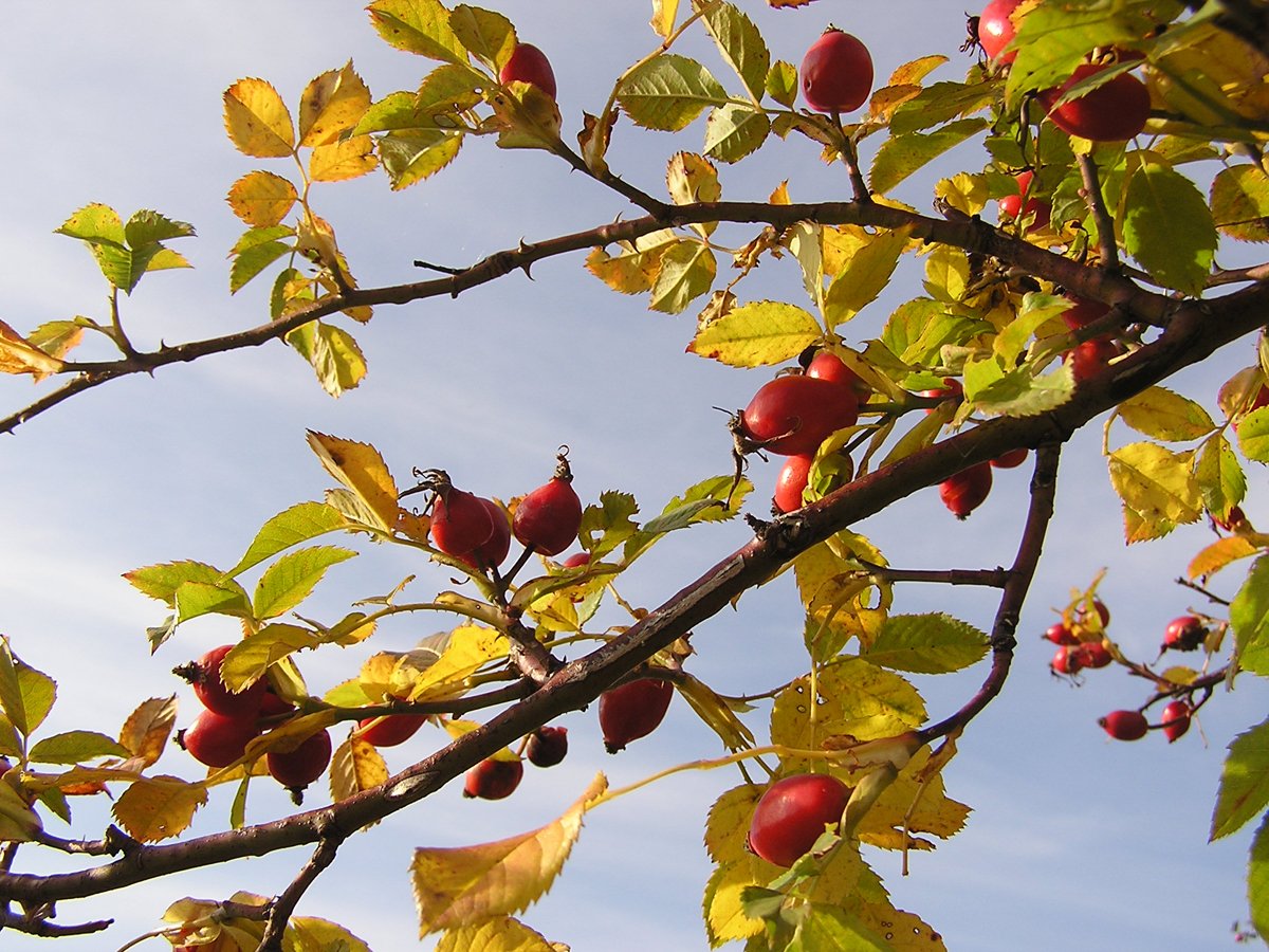 the leaves and nches of an apple tree